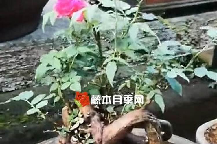 芒果膨果方法
