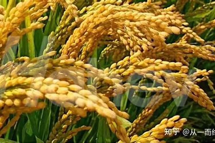 秋肥到底该如何选？高氮、平衡、高钾各有什么差别？