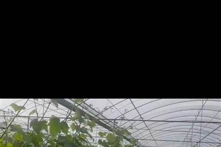 芡实怎么种植技术