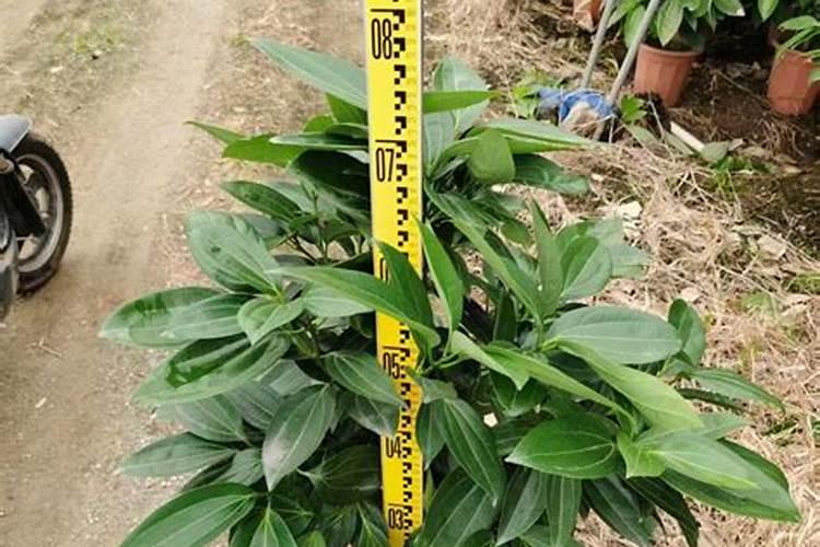 平安树室内盆栽施什么肥