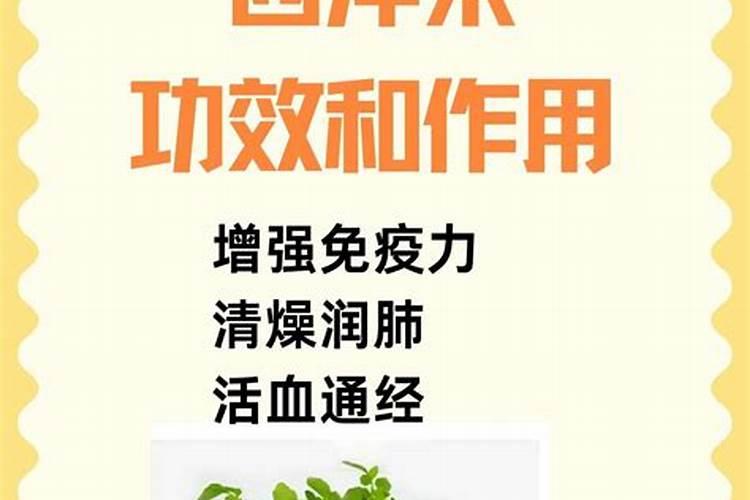 西洋菜种植注意事项 西洋菜应该怎么养殖
