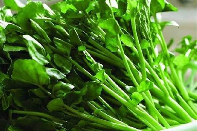 西洋菜种植注意事项 西洋菜应该怎么养殖