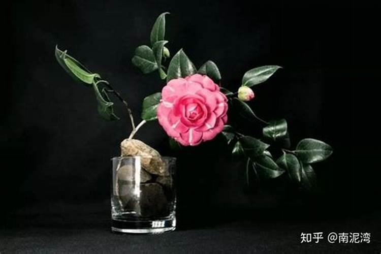 茶花的施肥方法有哪些(茶花施肥指南,科学施肥方法助茶花茁壮成长)