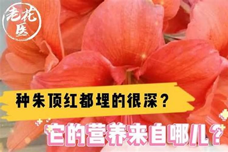 乌兰尿素怎么样？