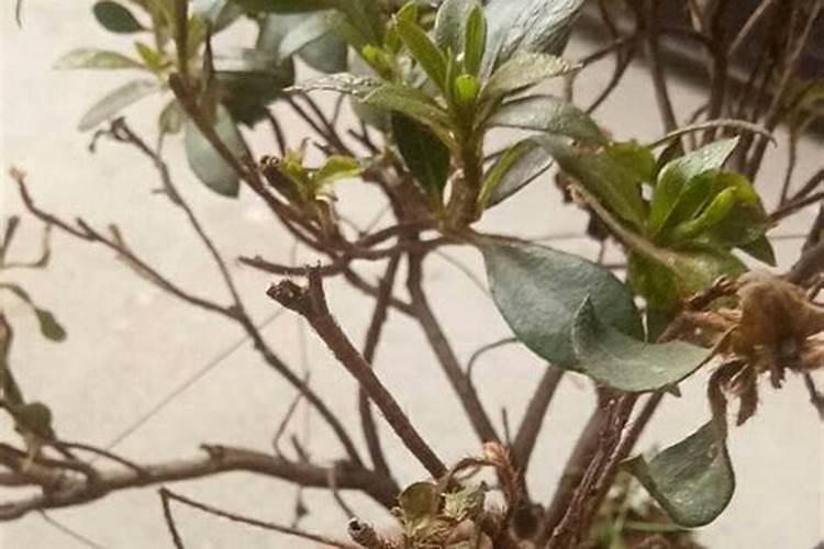 杜鹃冬季可以施肥吗,施肥过浓时掉叶还是什么情况