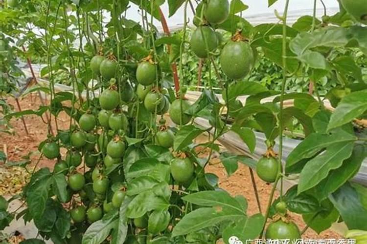 西瓜苗期用什么肥料