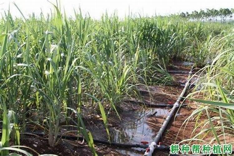 甘蔗多久施一次肥 施肥时间和方法