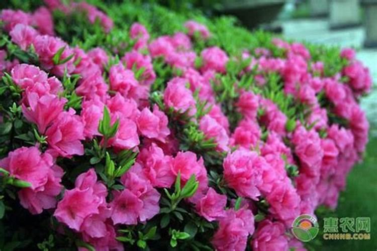 施用浓肥对杜鹃花造成的伤害如何解救？