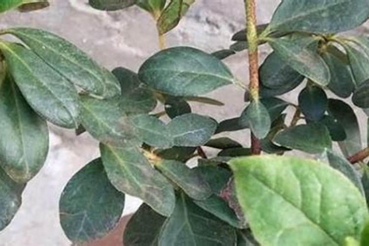 施肥不当对杜鹃花造成的伤害如何解救？