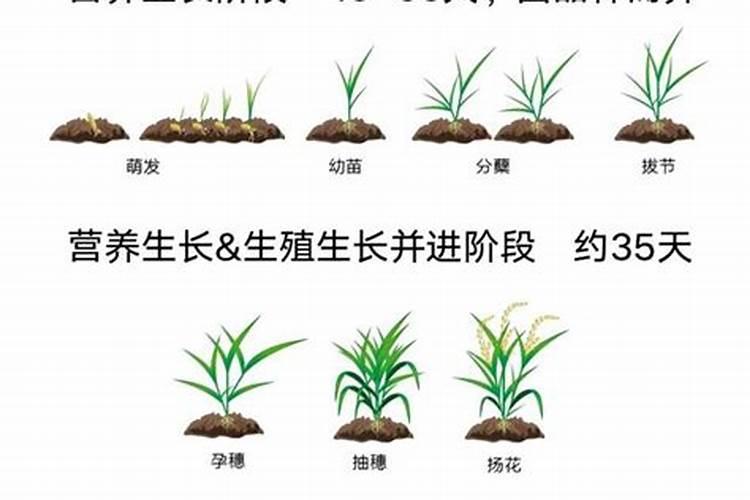 柿子树结柿子后用什么肥料膨果？