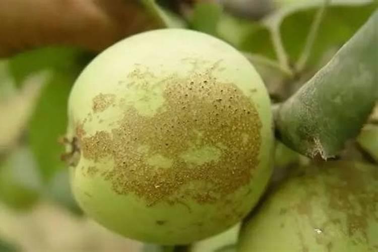 柿子上的有果锈怎么治？