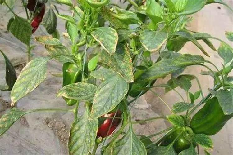 怎样区分氮肥和磷肥和钾肥