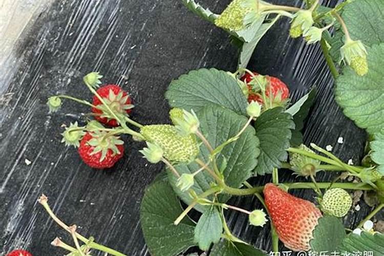 猕猴桃什么时候用钾肥？