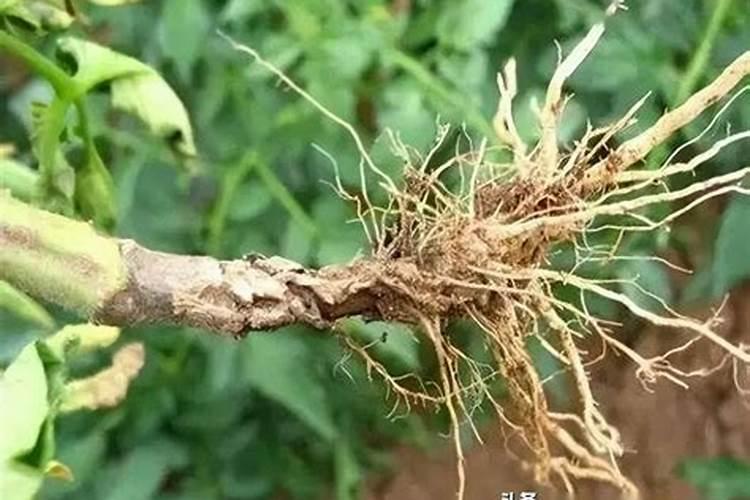 茄子挂果后施什么肥