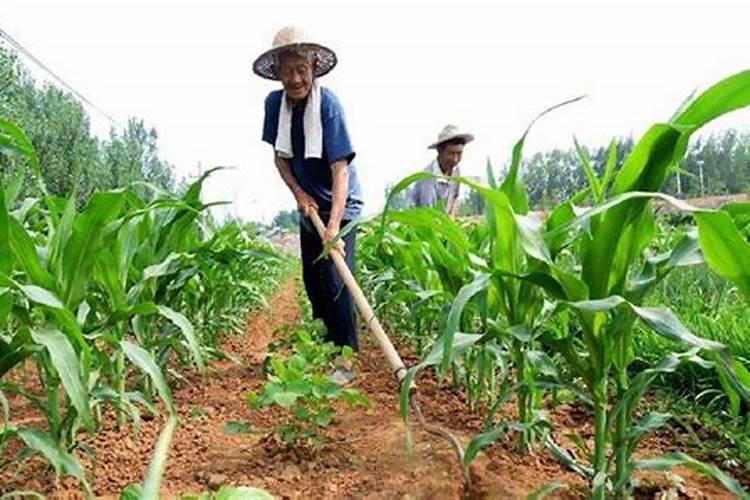 肥料用不好,会影响莴笋的产量,种植莴笋时,莴笋最怕什么肥料？