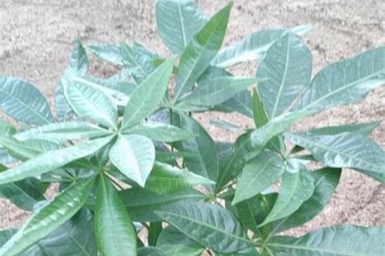 幸福树发财树适合施什么肥料