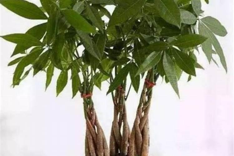 发财树浇什么肥料可枝叶旺盛