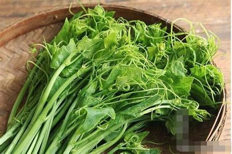 夏天绿萝如何施肥