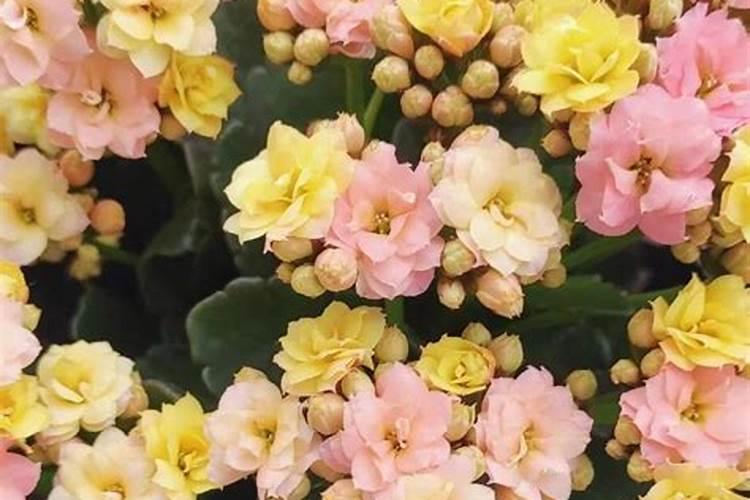 落地生根开花吗