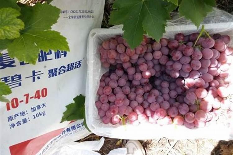 效果好的水溶肥是哪家