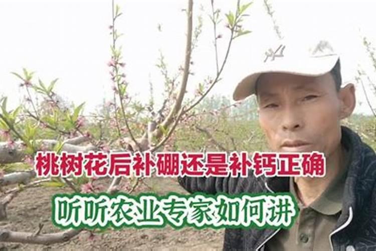 磷酸二氢钾加流体硼对桃树有什么影响吗？