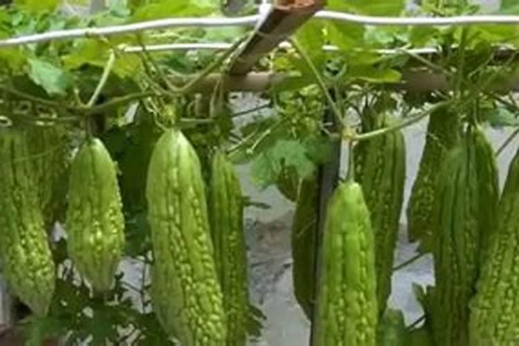 草木灰的正确使用方法