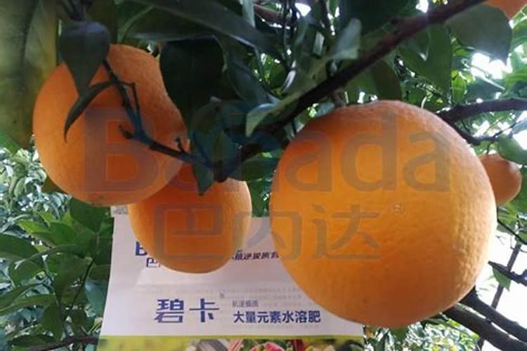 草木灰放多久才可以种菜 草木灰种菜的最佳时间