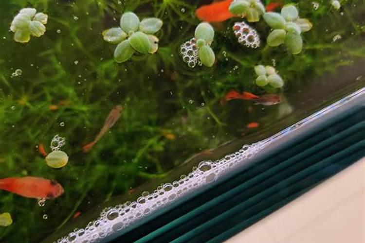 种柑橘用什么肥料最好