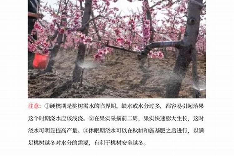 怎么样给桃树施肥