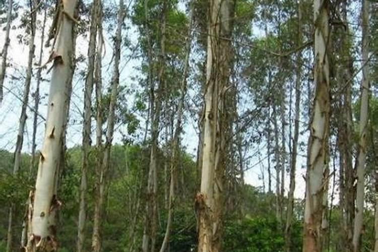 种植桉树底肥放多少