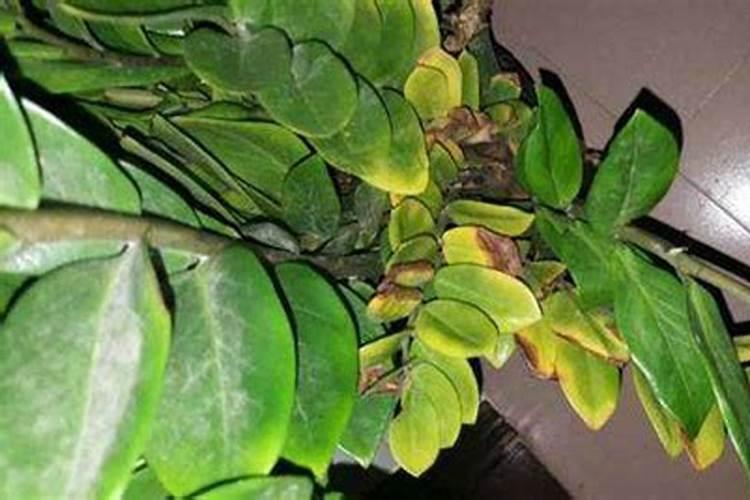 为什么长出来的梨子很硬？是品种问题还是缺少肥料？