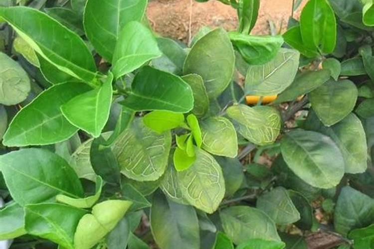 柑橘果实膨大期追肥:磷钾肥增甜膨大调色师着色靓果