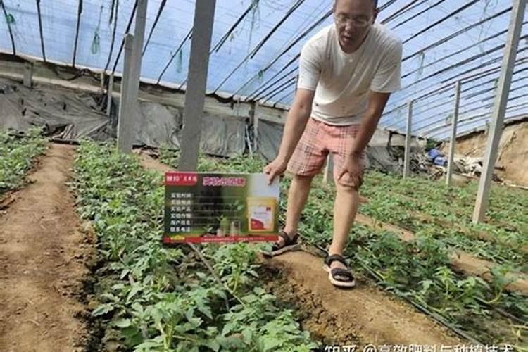 水稻是我国重要的种植物之一,你知道如何给它施肥吗？