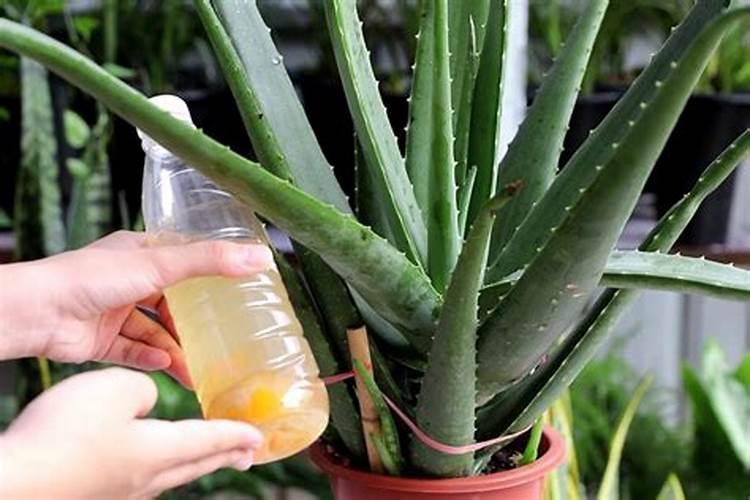 如果用尿素做叶肥的话,兑水的比例大概是多少？