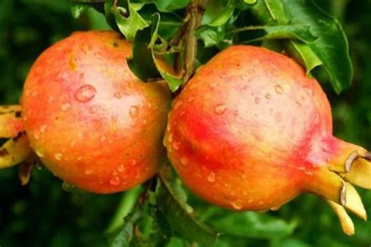 农村野果乌饭子的种植前景如何？种植技术有哪些？