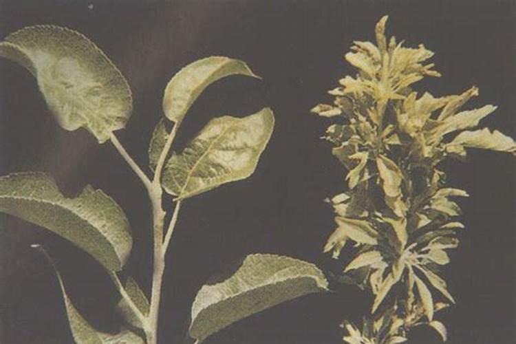 锌元素在果树上的作用 简单介绍一下