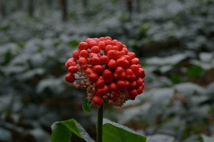 三七花的养殖方法和注意事项