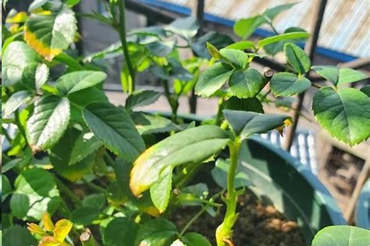 月季施肥过多症状是什么