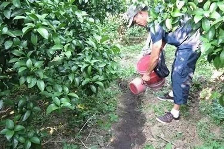 用施肥枪给早熟桃树施肥怎么操作？一般一棵大树用多少水肥？