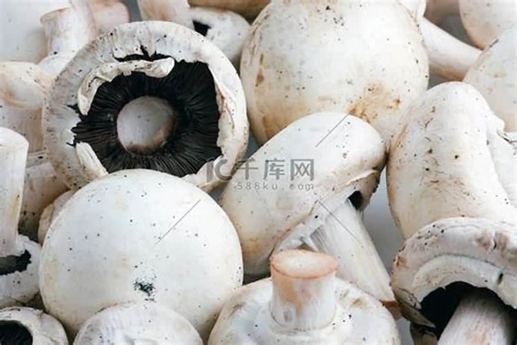 君子兰用什么肥料,怎么配制