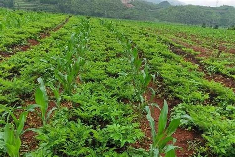 魔芋施肥最佳时间 用什么肥料最好