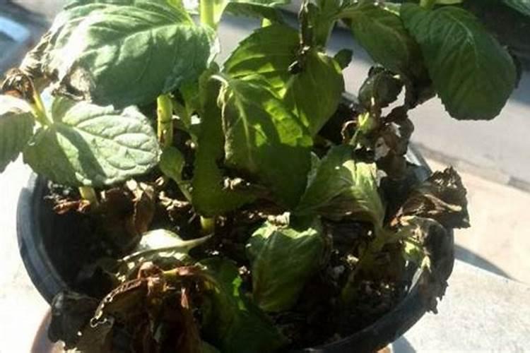 各种高氮复合肥的格价