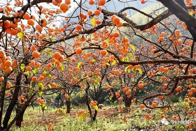 水果皮发酵后是什么肥