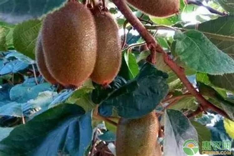 木头能烧多少灰