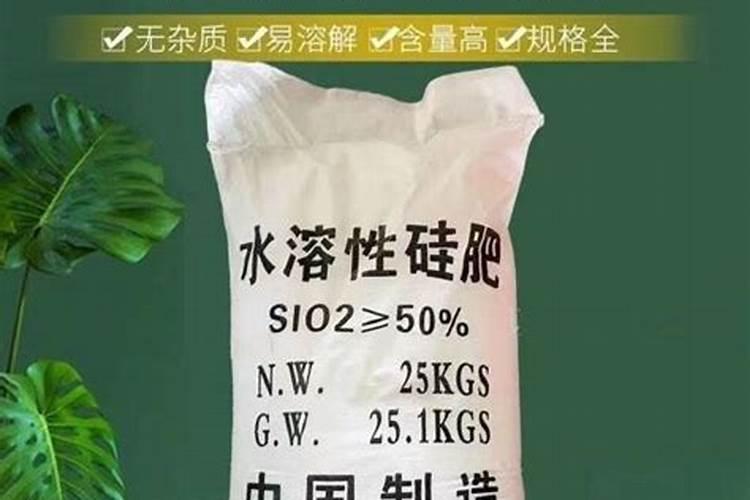 这个茉莉花叶子怎么了