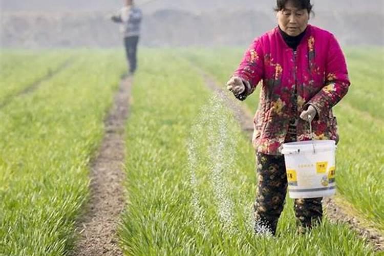 冲施肥在果树使用方法