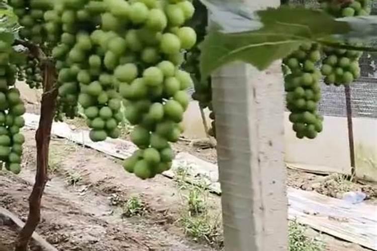 五彩石竹可以盆栽吗