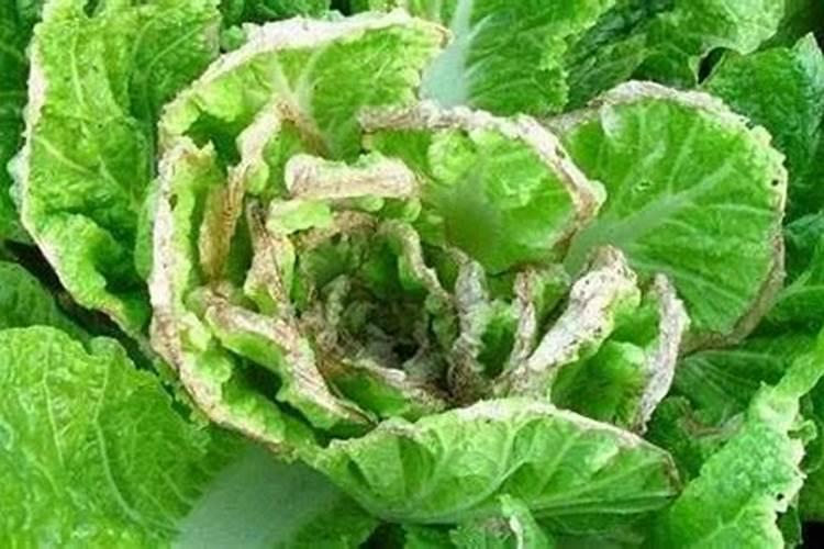 大白菜用什么叶面肥好