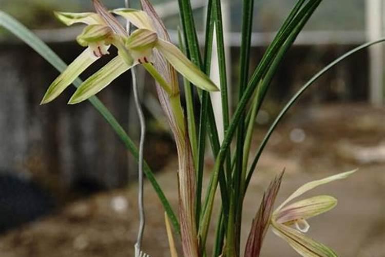 菜种子如何做肥料