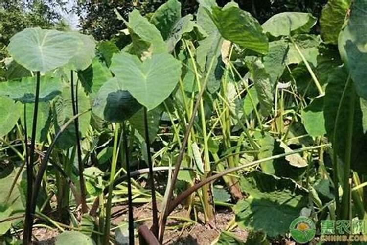 香芋怎么种才大个呢 香芋应该怎么种才大个